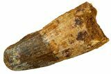 Fossil Spinosaurus Tooth - Feeding Worn Tip #344528-1
